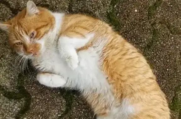 Perdu chat, Avenue de la République, 33, Noyelles-Godault - roux et blanc, très affectueux - photo