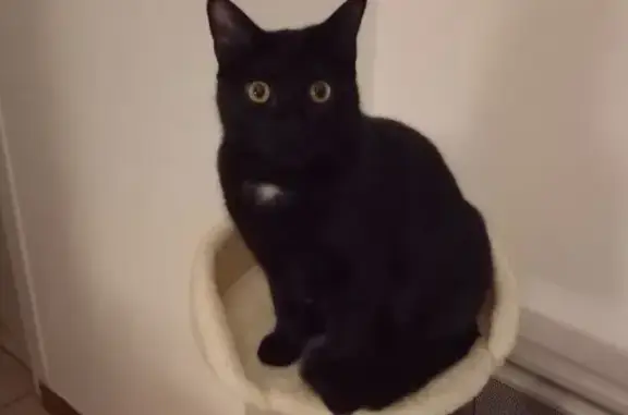Perdu chat mâle, Dax, Nouvelle-Aquitaine - tache blanche sur le cou - photo