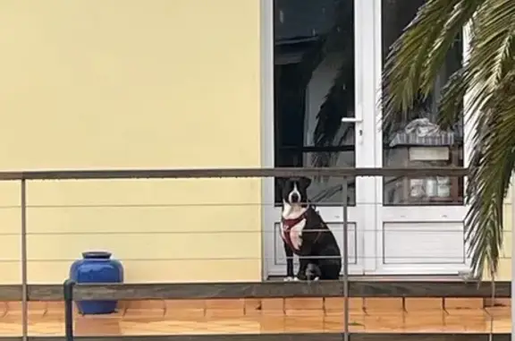Animaux trouvés Laval, photo: Trouvé chien noir et blanc avec un harnais rouge, Avenue des Cupressus, Pornichet, Laval