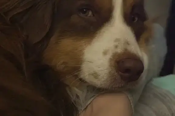 Lost Собака, Riverdale Road, 448, Cooleemee - Red, medium size, friendly but shy - photo