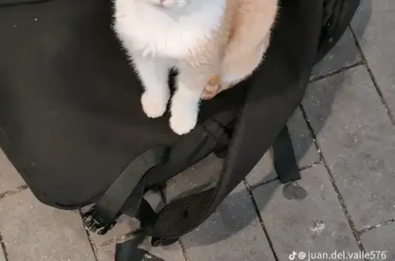 Gatos perdidos, , foto: Buscamos Gato Naranja Perdido en Santa Marta