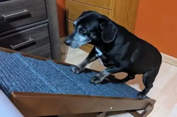 Lost Собака Male, Goya, 7311, Converse - Senior Mix breed with white spot on chest - photo