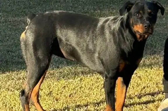 Lost Собака, Female, East San Carlos Place, 1853, Chandler - Rottweiler - photo