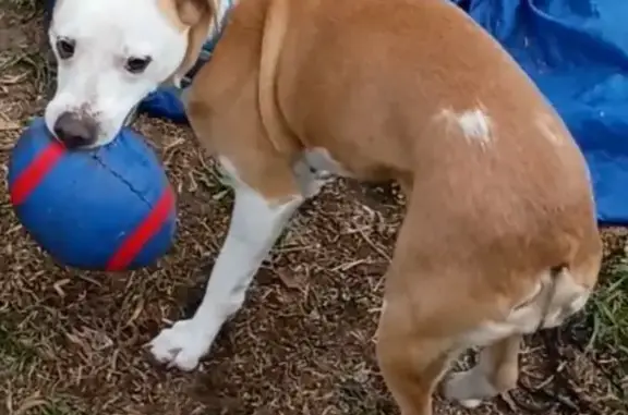 Lost Собака Female, Lamey Street, D'Iberville - medium size, chipped - photo