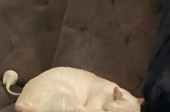 Perdu chat mâle, Pernes-les-Fontaines, Orange - blanc avec queue coupée - photo