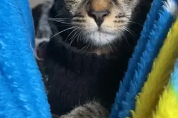 Lost кошка, Tokay Heights, 998, Grants Pass - табби, маленький - photo