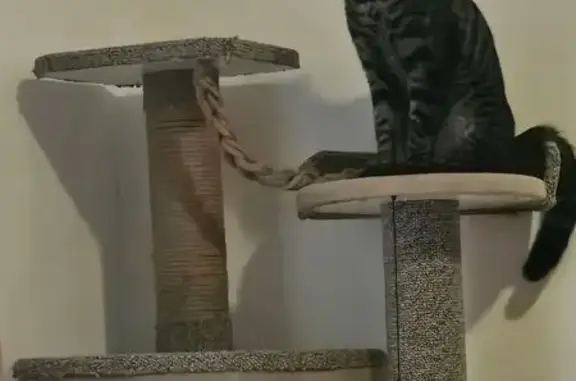 Lost Cat: Tigger Missing in Bellville