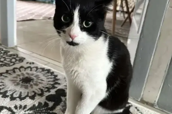 Animaux perdus Angoulême, photo: Perdu chat mâle, Lotissement Charles Péguy, 19, Angoulême - noir et blanc avec tache sous le nez