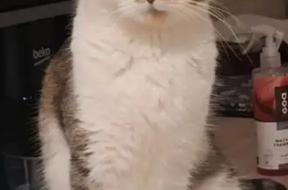 Chat trouvé Nilvange, photo: Trouvé chat femelle, Rue Maréchal Fayolle, 6, Nilvange - tricolore avec poils longs