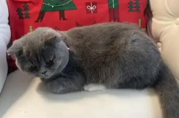 ¡Gatita Gris Perdida en Sant Boi!