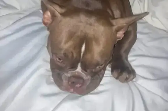 Lost and found pets Alexandria, photo: Lost Собака, Female, Barrs Branch Road, Alexandria