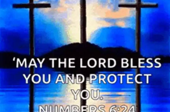 Lost кошка, 20th Street North, 3165, Arlington - photo