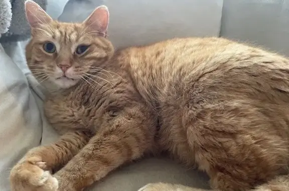 Chat perdu, Ézy-sur-Eure, photo: Perdu chat mâle, Rue Octave Lenoir, 79 Bis, Ézy-sur-Eure - roux tigré