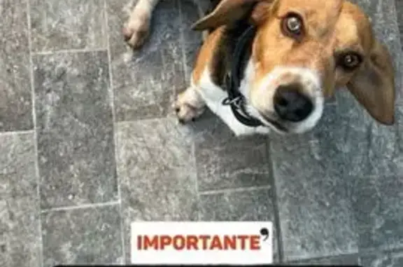 Cachorro perdido Macho (brl002453) - photo