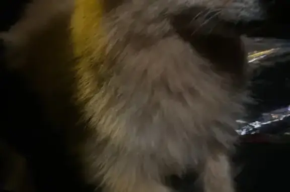 Found Dog on Zircon St: Help R...