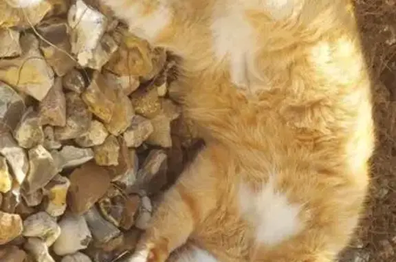 Perdu chat mâle, Impasse de la Prairie, Longpont-sur-Orge - roux clair avec du blanc - photo