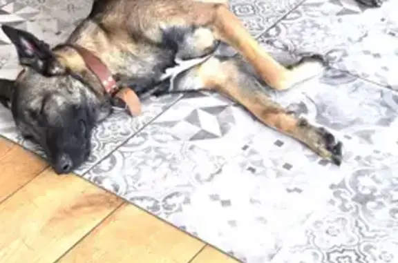 Perdu chienne, Chemin des Rapons, Allauch - Malinoise noire avec collier marron - photo