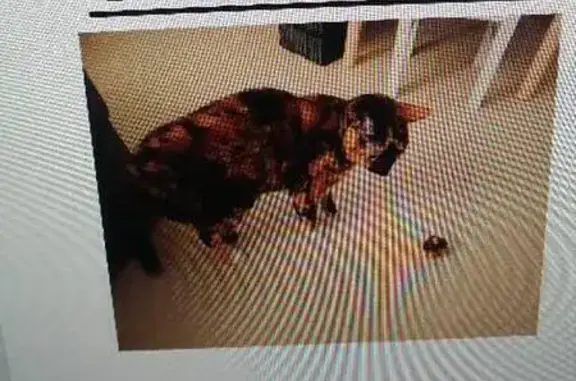 Animaux perdus Lesneven, photo: Perdu Chat Femelle, Place des Plantagenets, 9, Saint-Léger-de-Linières - fine poil court européen