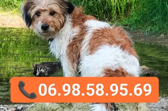 Chien perdu Saint-Martin-le-Beau, photo : Chien disparu Garçon, Saint-Martin-le-Beau (fl586231)