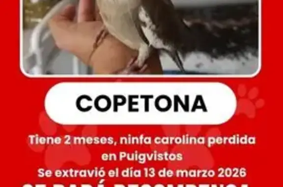 Ninfa Carolina Perdida en Giro...