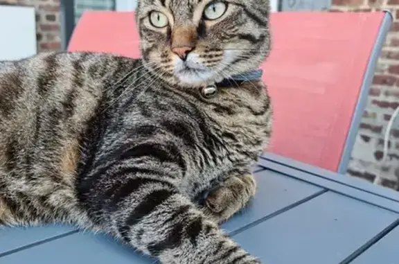 Chat perdu, Tergnier, photo: Chat perdu, Rue Vaucanson, 13, Tergnier - rayé sur les pattes