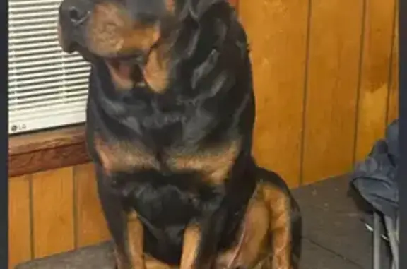 Lost Собака, Black, Pathfork - photo