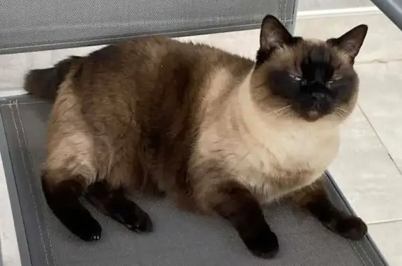 Perdu chat femelle, Rue Mère Teresa, 17, Toulouges - siamois aux yeux bleus - photo