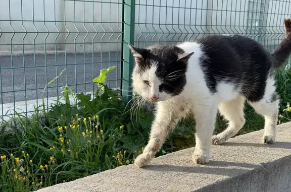 Animaux trouvés Pélissanne, photo: Trouvé chat blessé, Avenue Jean Moulin, 49, Pélissanne