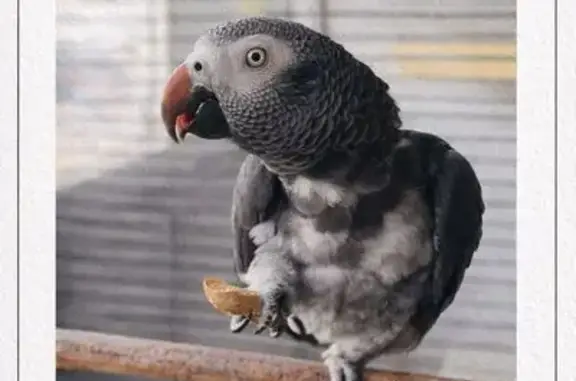 ¡Ayuda a encontrar a Lolo, ave perdida en Somosierra!