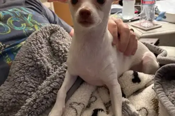 Found dog Jacksonville, photo: Found Female Dog, Oakhill Street, 3871, Jacksonville - No collar, very sweet