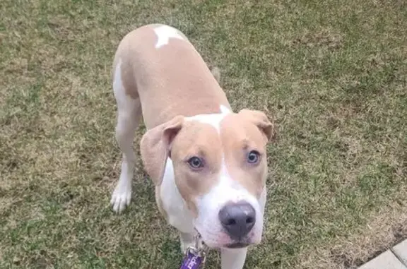 Lost and found pets Chicago, photo: Found Собака, Male, North Saint Louis Avenue, 1536, Chicago - roaming with leash