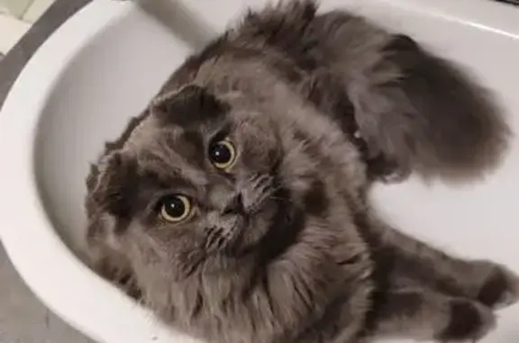 Зникла кішка: Британський висловух, Чернівці