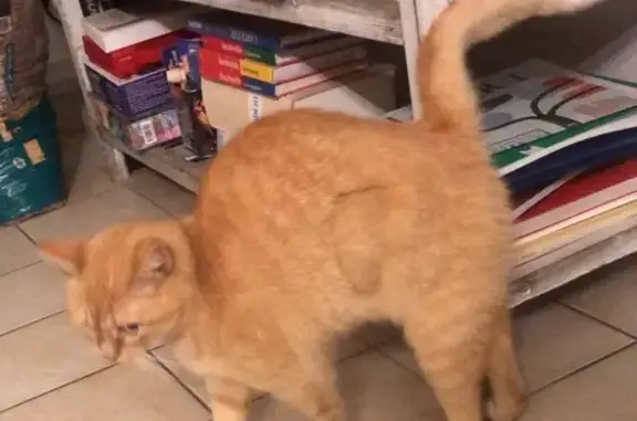 Chat perdu, Paris, photo: Perdu Chat Femelle, Rue Louis Lumière, La Roche-sur-Yon, Paris - trace de stérilisation