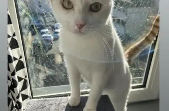 Perdu chat mâle, Rue du Pressoir Blanc, 15, Blois, Nantes - blanc avec oreille droite et queue rousse - photo