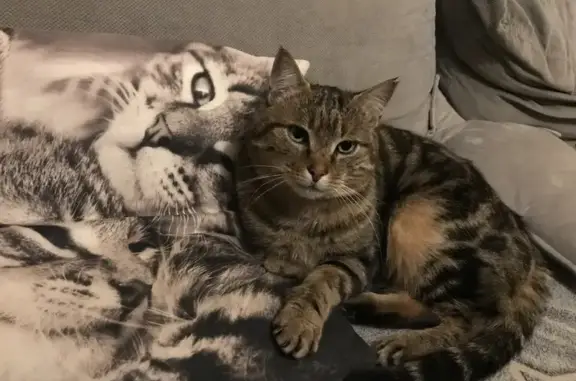 Animaux perdus Parthenay, photo: Chat perdu, Impasse des Peupliers, La Boissière-en-Gâtine, Parthenay - yeux verts