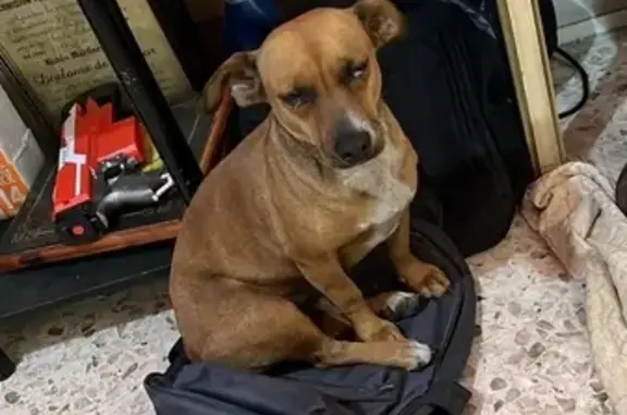 Perrita Caramelo Encontrada en...