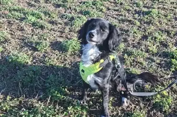 Chien perdu, Hommarting, Sarrebourg - femelle noir et blanche - photo