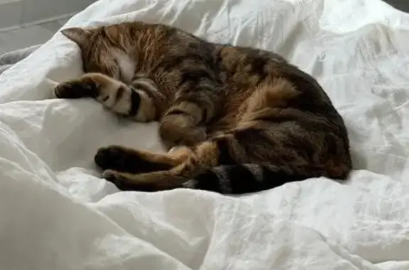 Animaux perdus Paris, photo: Perdu Chat mâle, Rue d'Iratzia, 21, Saint-Jean-de-Luz, Paris - trois couleurs