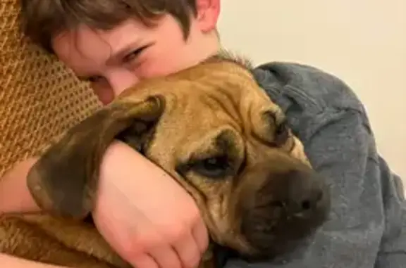 Help Find Stella: Lost Puggle in Boronia!