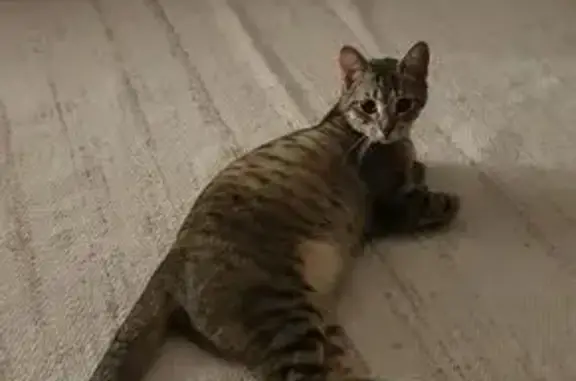 Perdu chat femelle, Rue Jean Jaurès, 12, Meaux - jeune chatte tigrée marron - photo