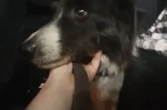 Chien trouvé Roche-la-Molière, photo: Trouvé chien femelle, Montrevel, Roche-la-Molière - border collie avec collier GPS kaki