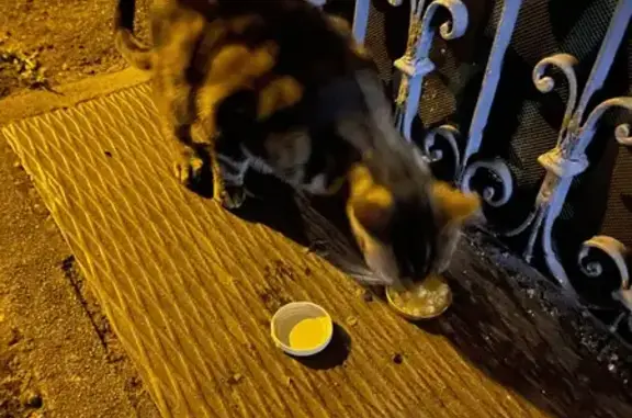 Animaux trouvés Vichy, photo: Trouvé chat, Rue du Sport, 15, Vichy - rayé et très mince