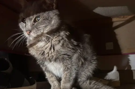 Animaux trouvés Marseille, photo: Trouvé chat, Chemin de Saint-Jean du Désert, 37, Marseille - gris et très maigre