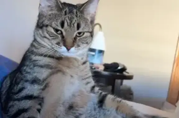 Cooper is a brown tabby with an orangey undercoat. Small tuft of hair stands up on his head. Small heart in his patterning on top of his head. He is a sweetie but would most likely not approach. He can easily be bribed with a bag or treats or wet food though. He does not like cars or garage doors or anything else that makes too much noise.