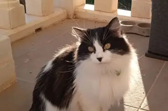 ¡Gato Perdido en Cobisa! Ojos Verdes, Collar Verde