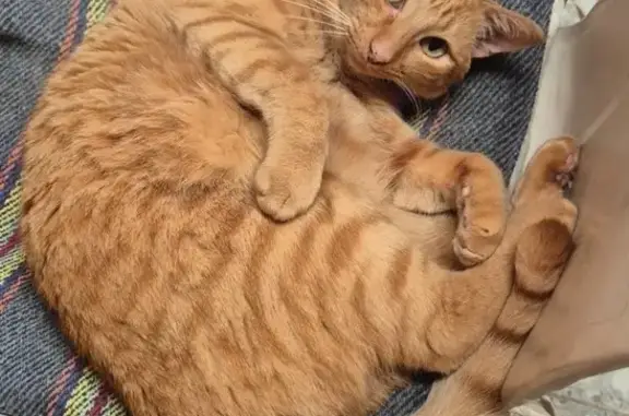 Búsqueda de mascotas, foto: Gato perdido: manchas en nariz y cola anillada