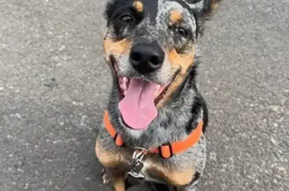 She is very scared of people do not chase or yell out her name. She will also be accompanied by a sausage dog.