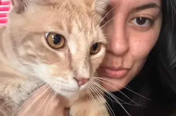 Lost Male Cat, Crestway Drive, 5355, San Antonio - Orange cat - photo