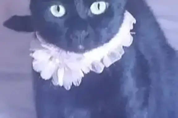 Lost Black Cat Lilly on Edmund Road