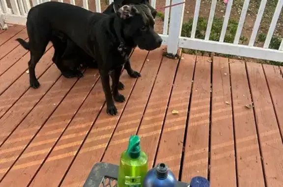 Lost Собака Female, Wellington Road, 9480, Manassas - photo